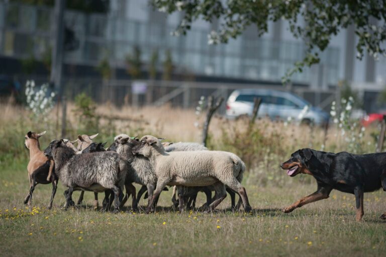 Międzynarodowe zawody pasterskie Mistrzostwa Polski w Wypasaniu Owiec w Stylu Tradycyjnym 04-07.06.2026